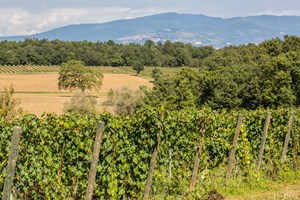 The working wine farm and views of Umbria