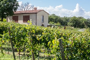 The granary barn nestles amongst the vines on Cantina Goccia's working wine farm