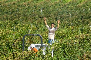 This is my kingdom.  Hicham looks after the vineyards all year round so Harvest is a very special time.