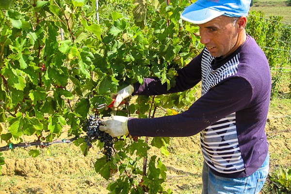 A picker in action.