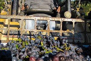 This is the Pinot Nero