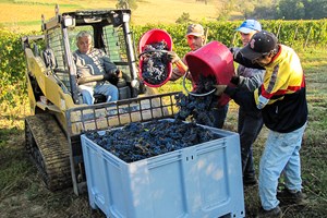 Grapes, grapes and more grapes.