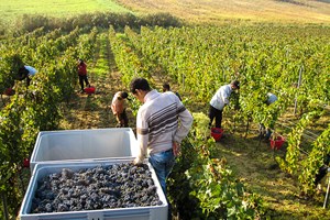 Picking the Sangiovese.