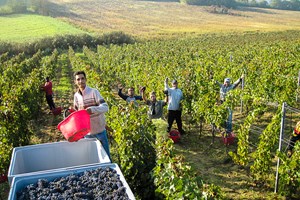 It always helps to have a bit of sunshine and a good view when picking.