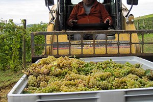 Menci Senior more serious now as he carefully hauls the Grechetto up a very steep hill.