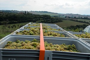 Grechetto off to be pressed.