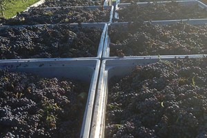 Sangiovese ready to roll.