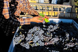 Thats right lets get all the leaves out!