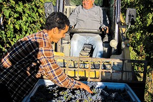 Hicham sorting under the careful glare of Menci Senior!