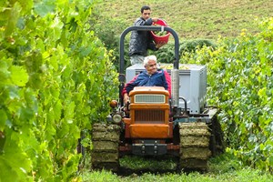 Hicham in charge collecting the buckets of grapes. 